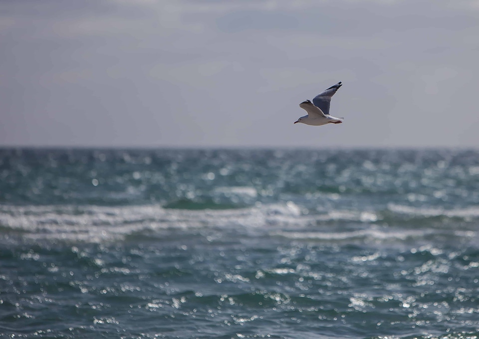 Animal avian beach