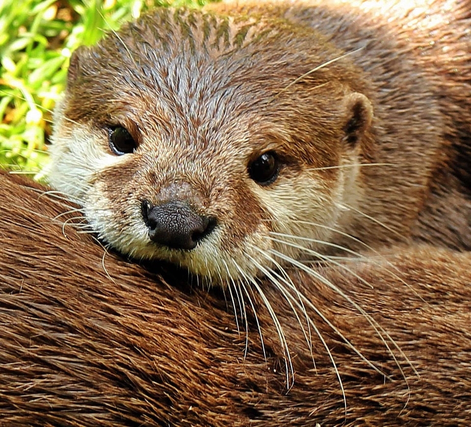 Animal ecology environment