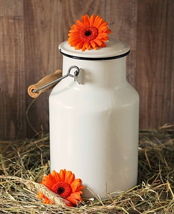 Flower flowers food