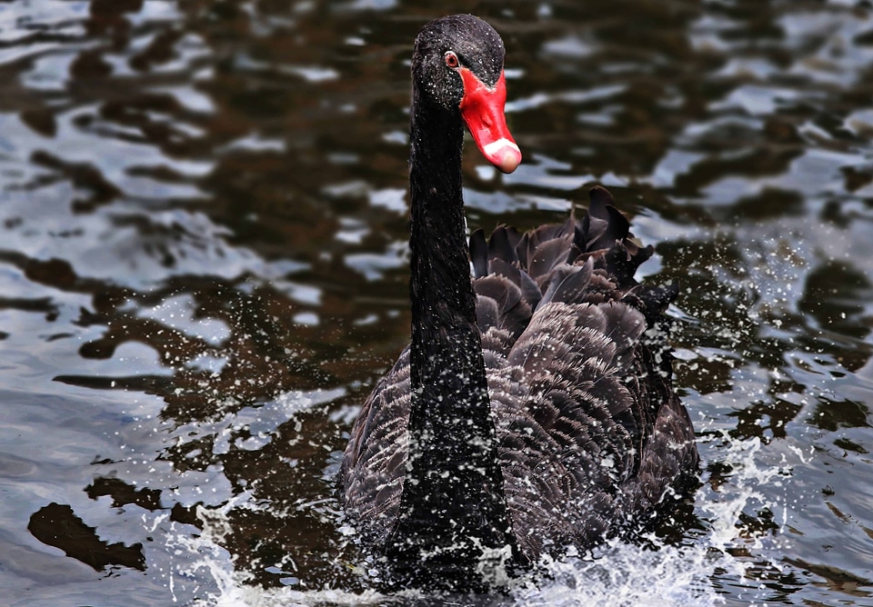Animal avian beak
