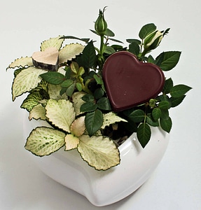 Arrangement decoration diet