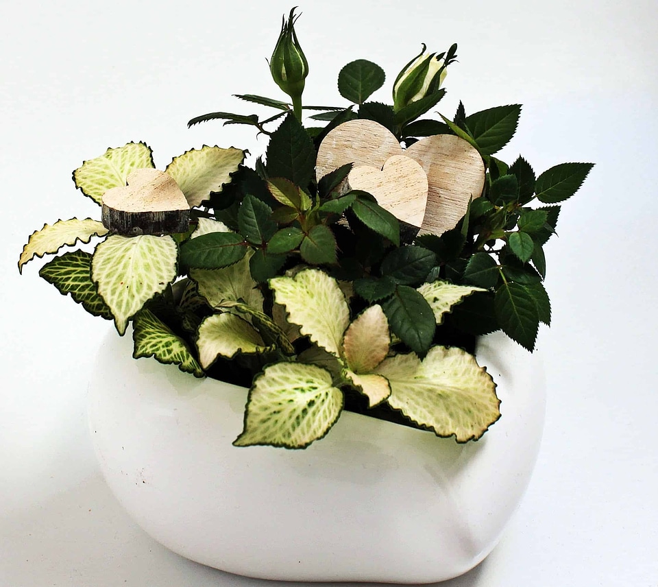 Beautiful Flowers blooming blossom