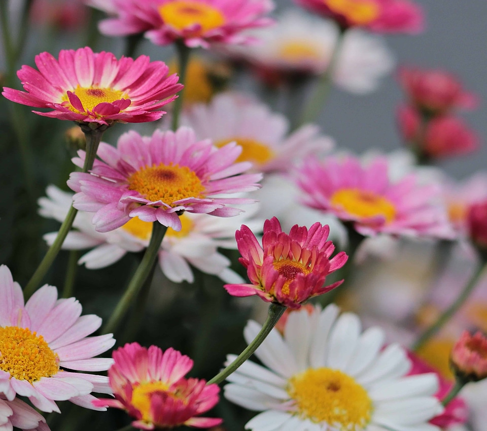 Beautiful Flowers bloom blooming