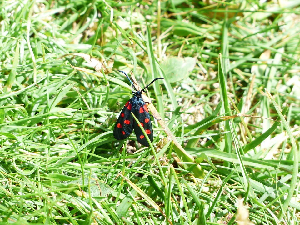 Spotted six moth zygaena filipendulae