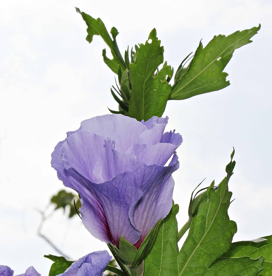 Beautiful Flowers bloom blooming