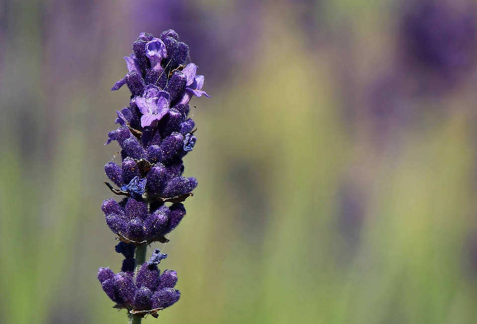 Beautiful Flowers beautiful photo blooming