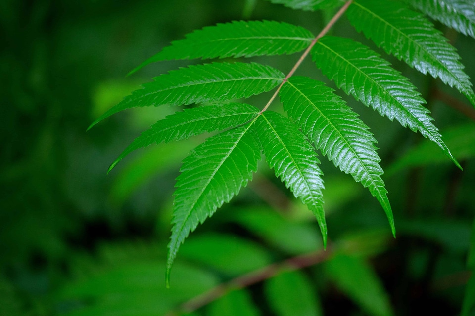 Beautiful Photo branch dark green