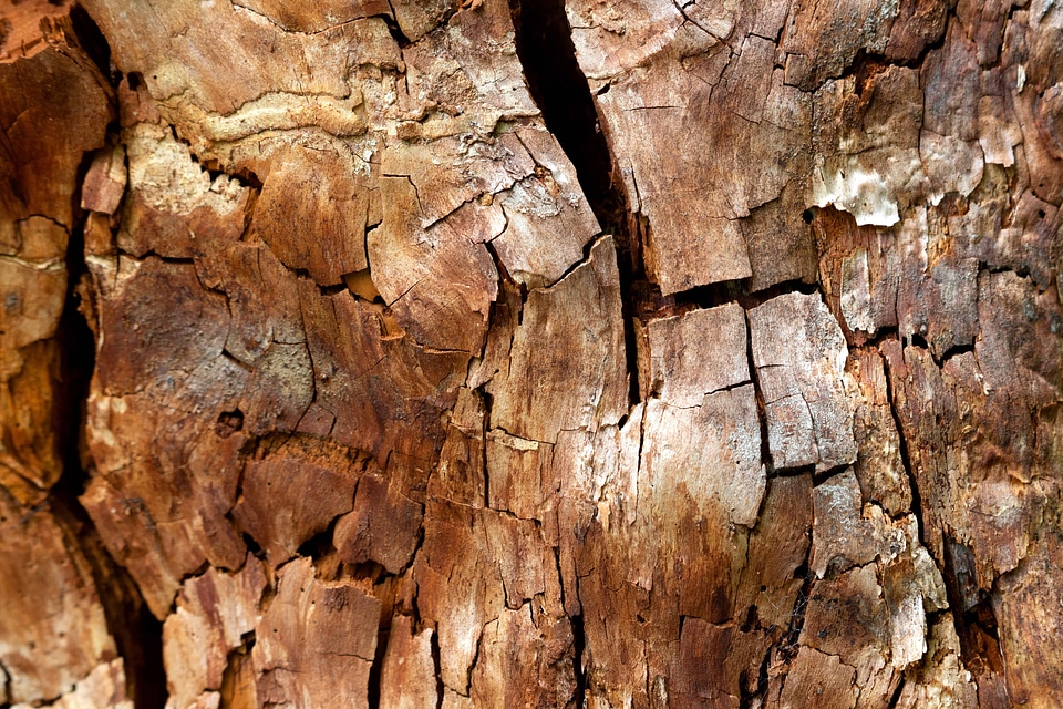 Bark beautiful photo brown photo