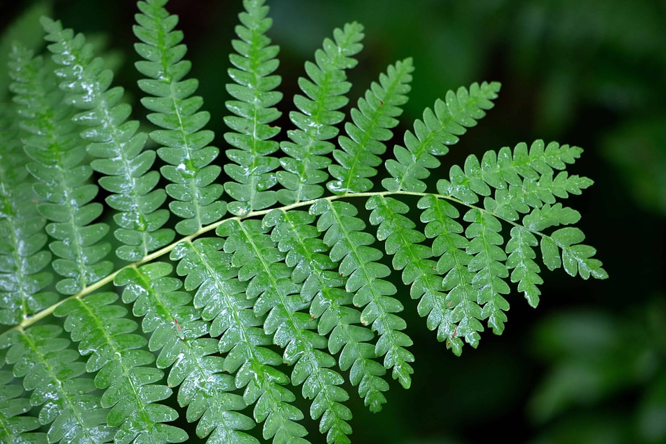 Beautiful Photo branch dark green