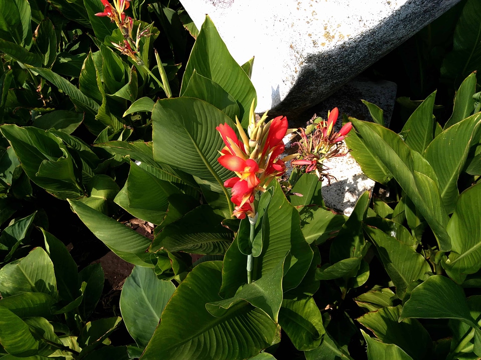 Beautiful Flowers blooming blossom