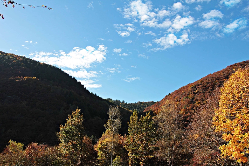 Branch cloud ecology