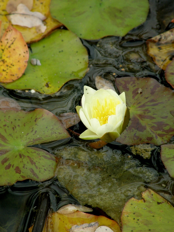 Floral plant natural
