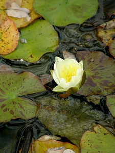 Floral plant natural
