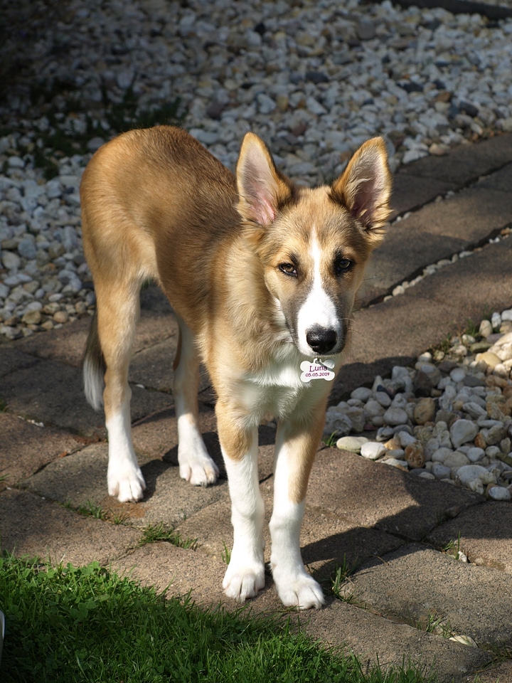 Animal portrait young dog quadruped