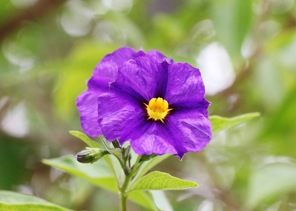 Beautiful Flowers blooming blossom