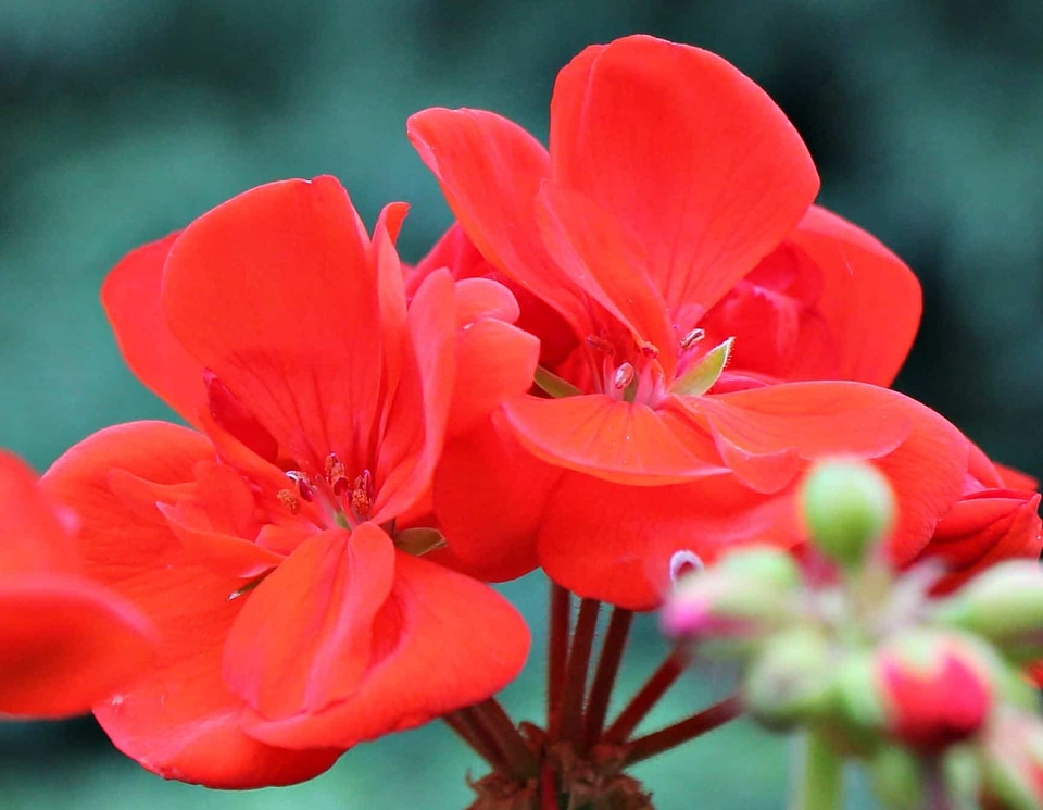 Beautiful Flowers blooming blossom