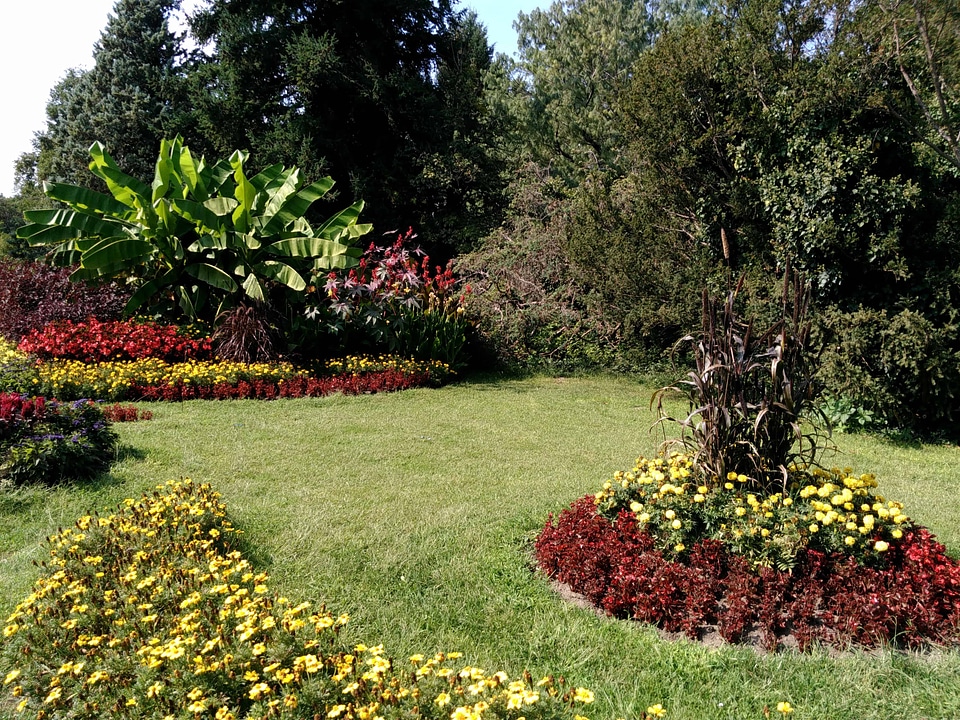 Beautiful Flowers beautiful photo blooming