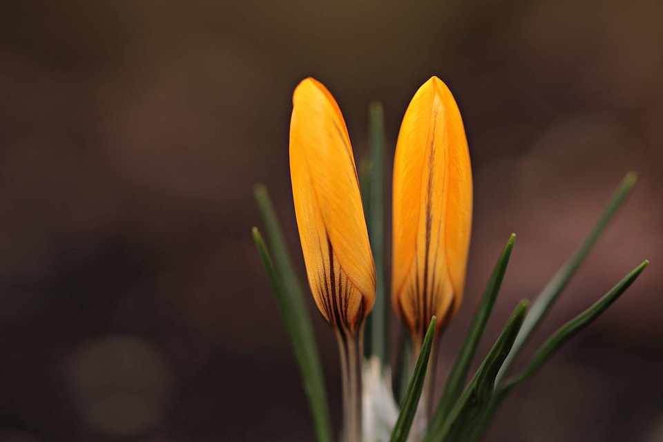Beautiful Flowers beautiful photo blooming
