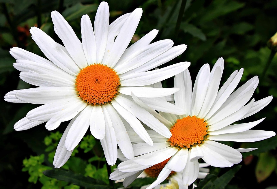 Beautiful Flowers beautiful photo blooming