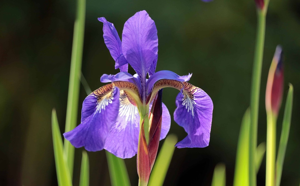 Beautiful Flowers beautiful photo blooming