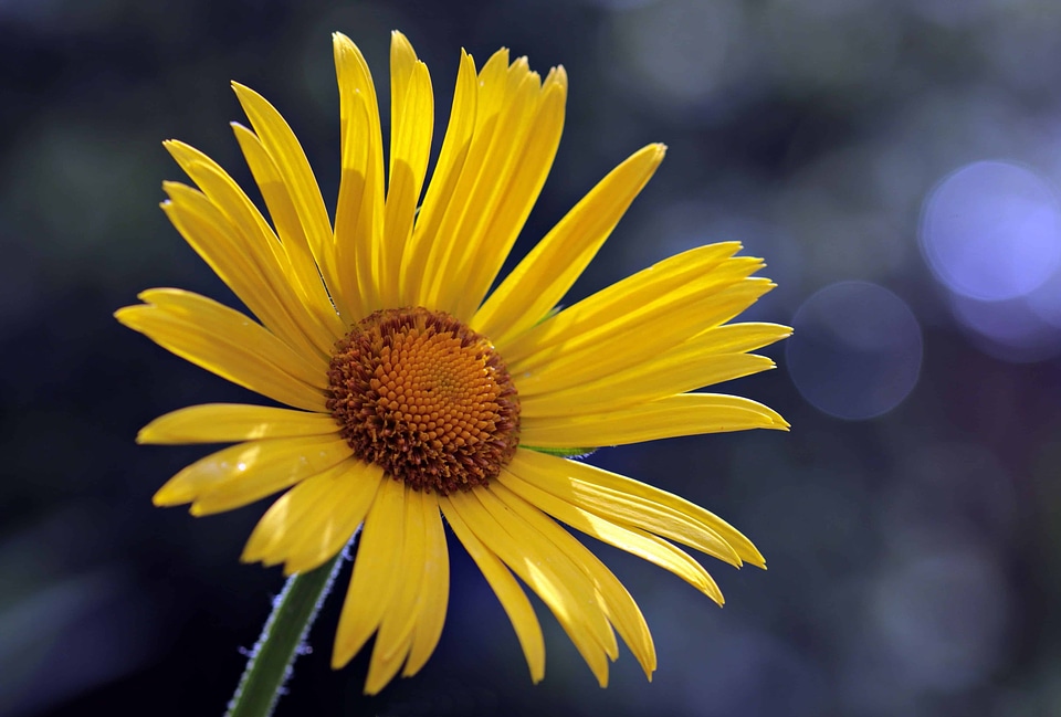 Beautiful Flowers beautiful photo blooming photo