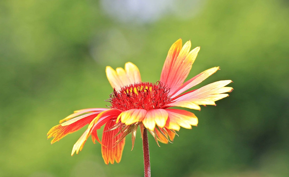 Beautiful Flowers beautiful photo blooming