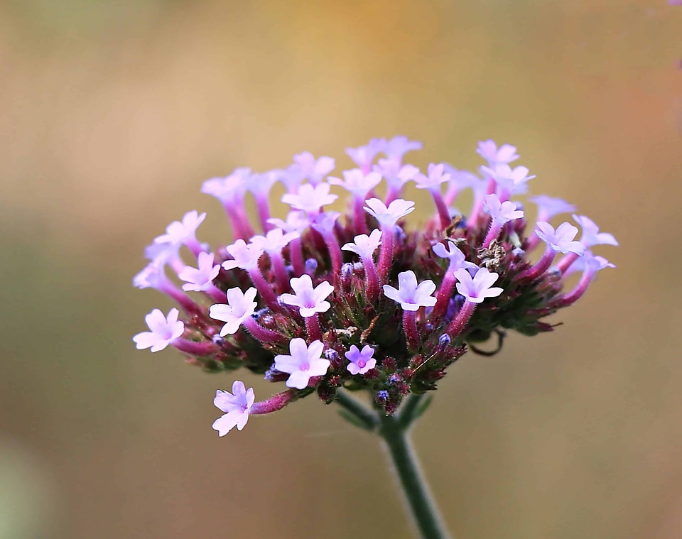 Beautiful Flowers blooming blossom