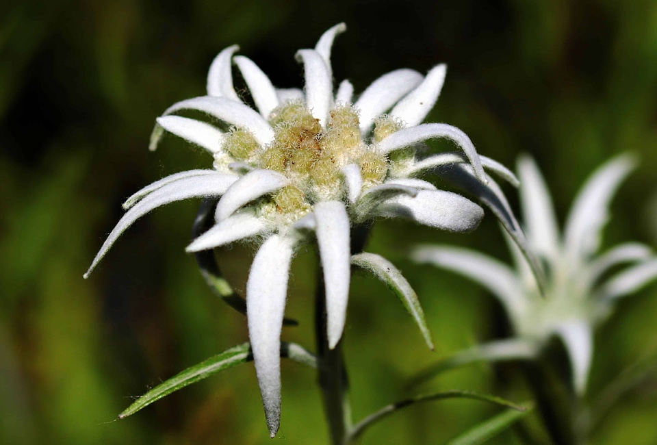 Beautiful Flowers blooming blossom