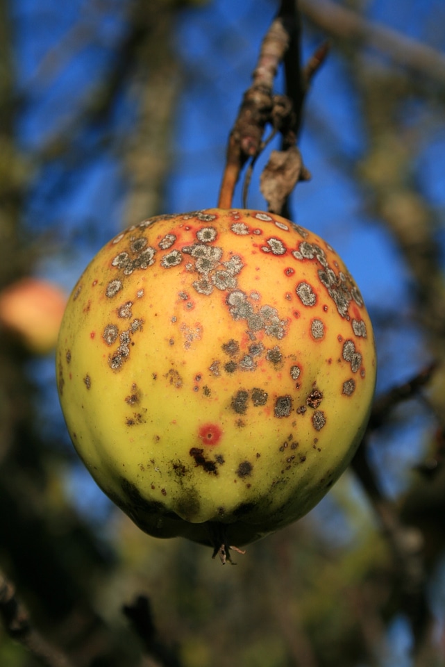 Rust fruit blemish