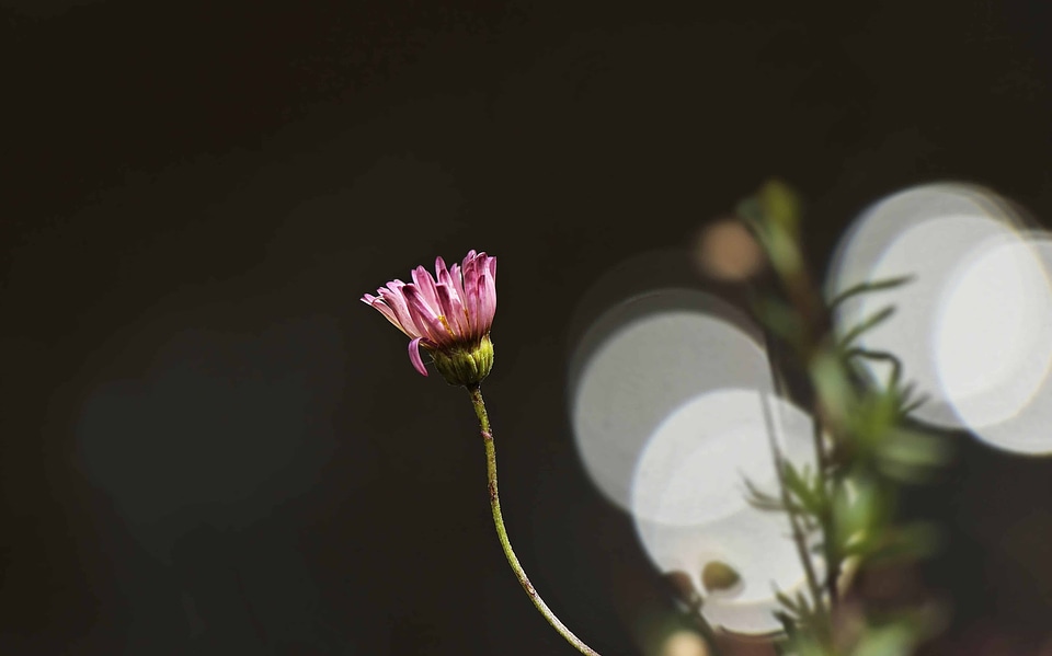 Beautiful Flowers blooming blossom