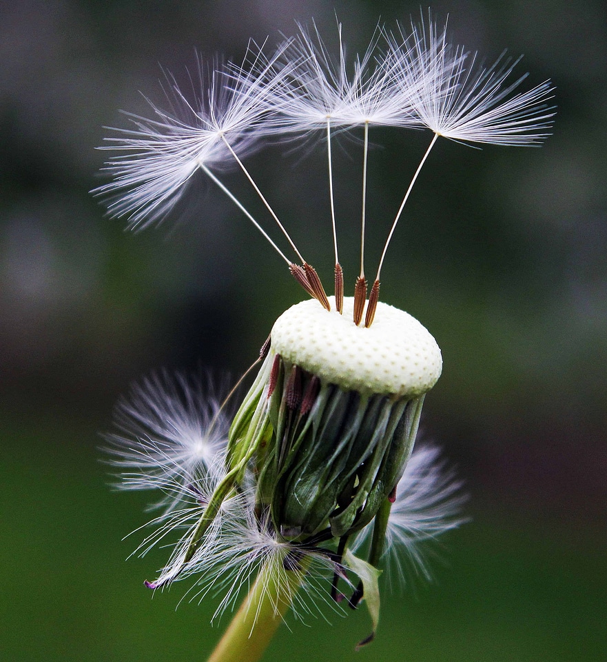 Beautiful Flowers blossom dandelion