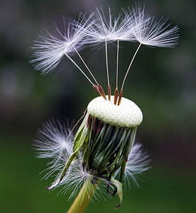 Beautiful Flowers blossom dandelion photo