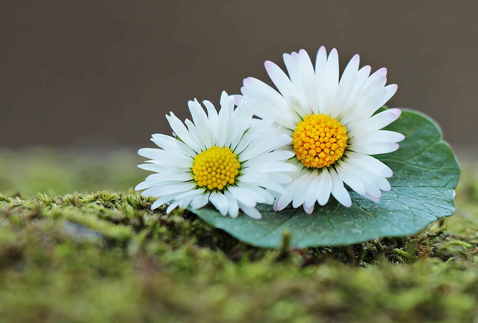 Beautiful Flowers beautiful photo blooming