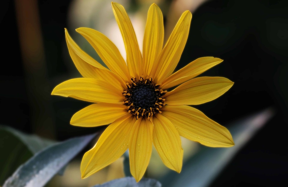 Beautiful Flowers beautiful photo blooming