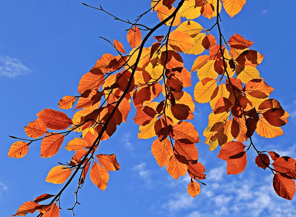 Autumn autumn season branch