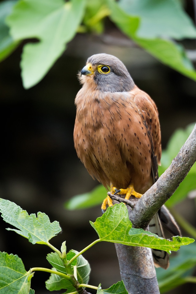 Feathers raptor perched