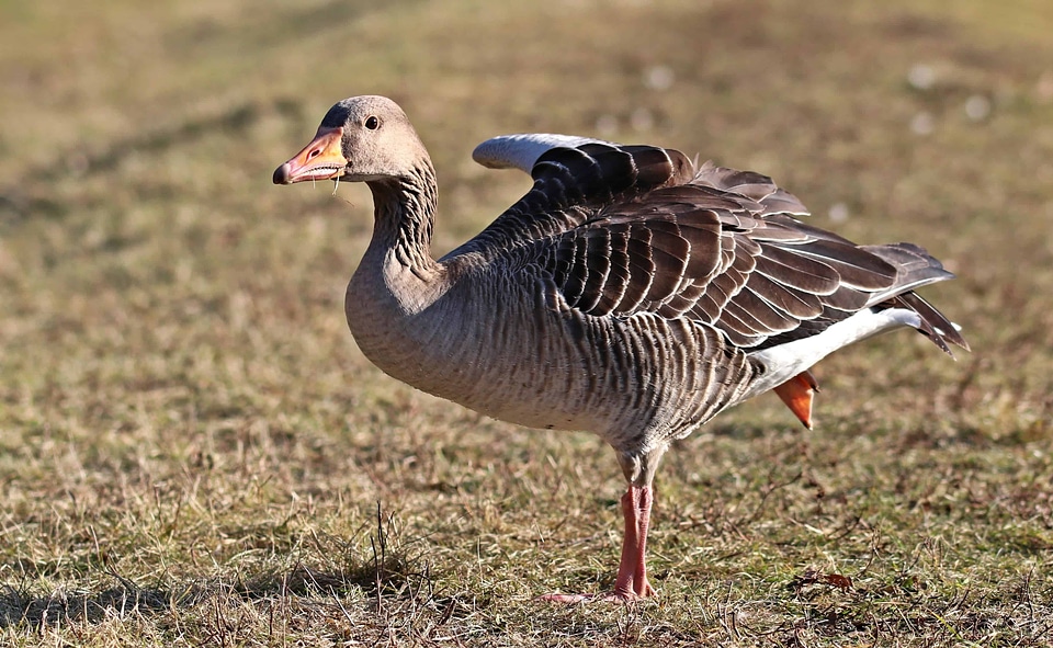 Animal avian beak photo