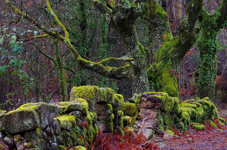 Branch ecology environment