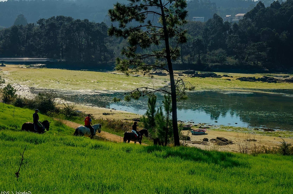 Agriculture animal cattle