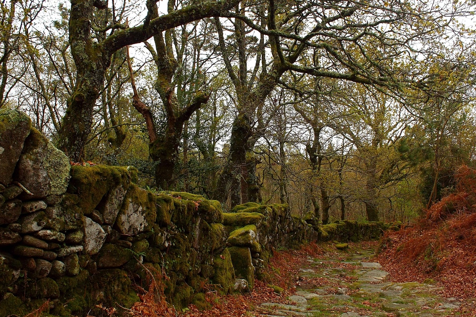 Autumn branch countryside