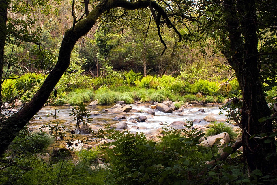 Branch ecology environment