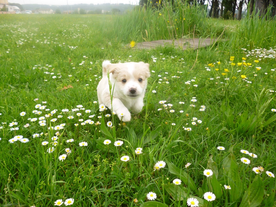 Animal beautiful flowers blooming