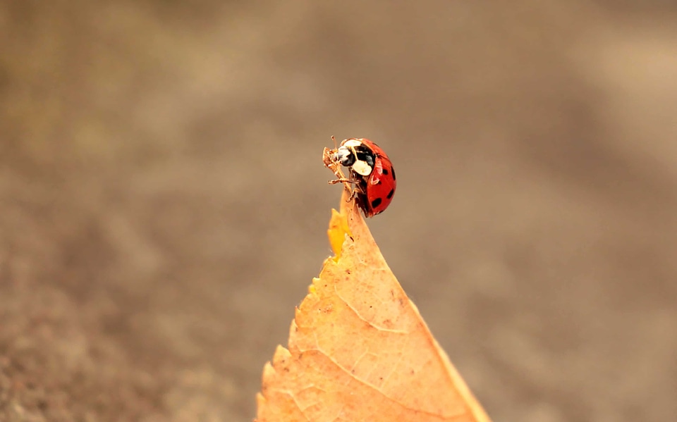 Animal arthropod autumn