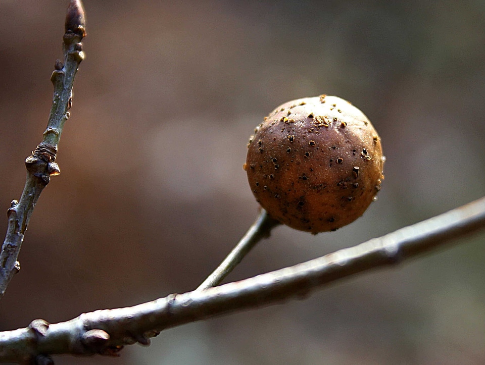 Autumn Season branch brown