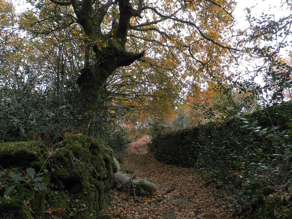 Autumn branch ecology
