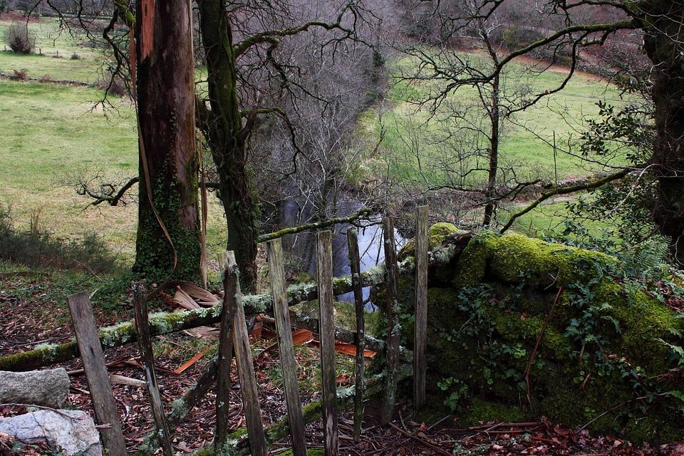Branch ecology environment