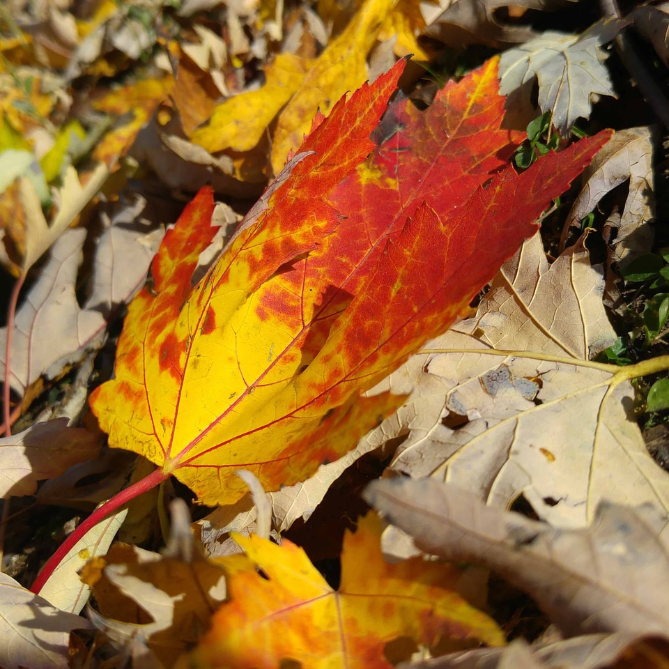 Autumn autumn season dry
