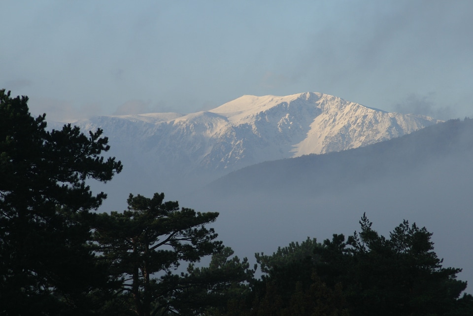 Black pine snowy autumn mood