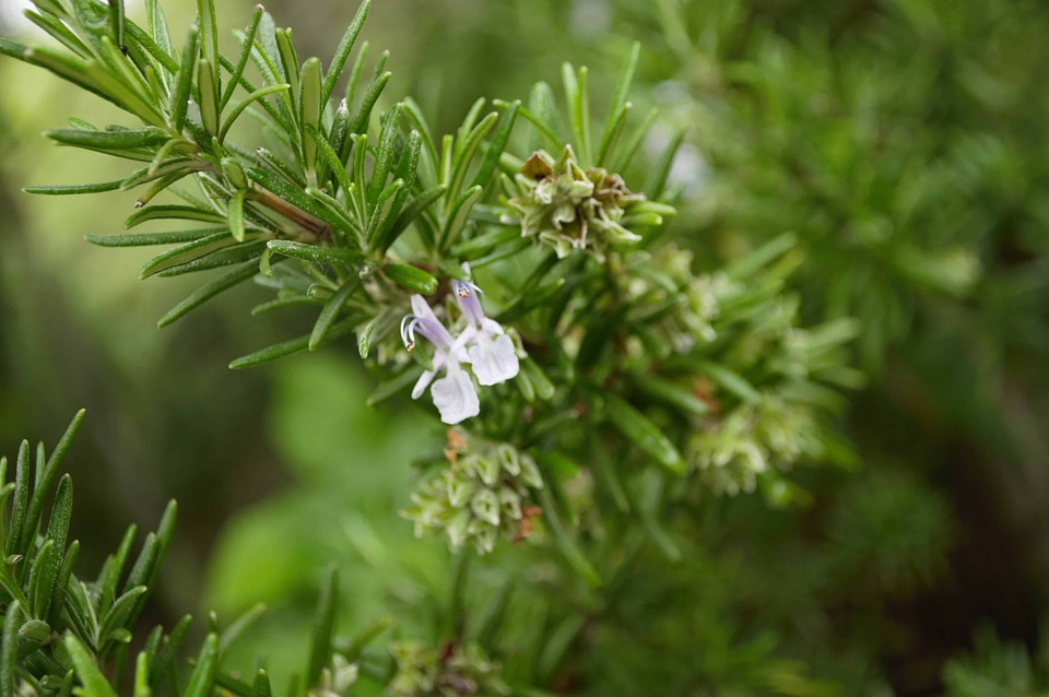 Beautiful Photo branch conifer