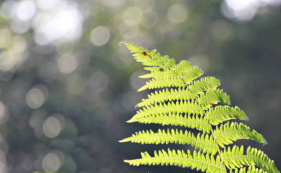 Dark Green daylight ecology photo